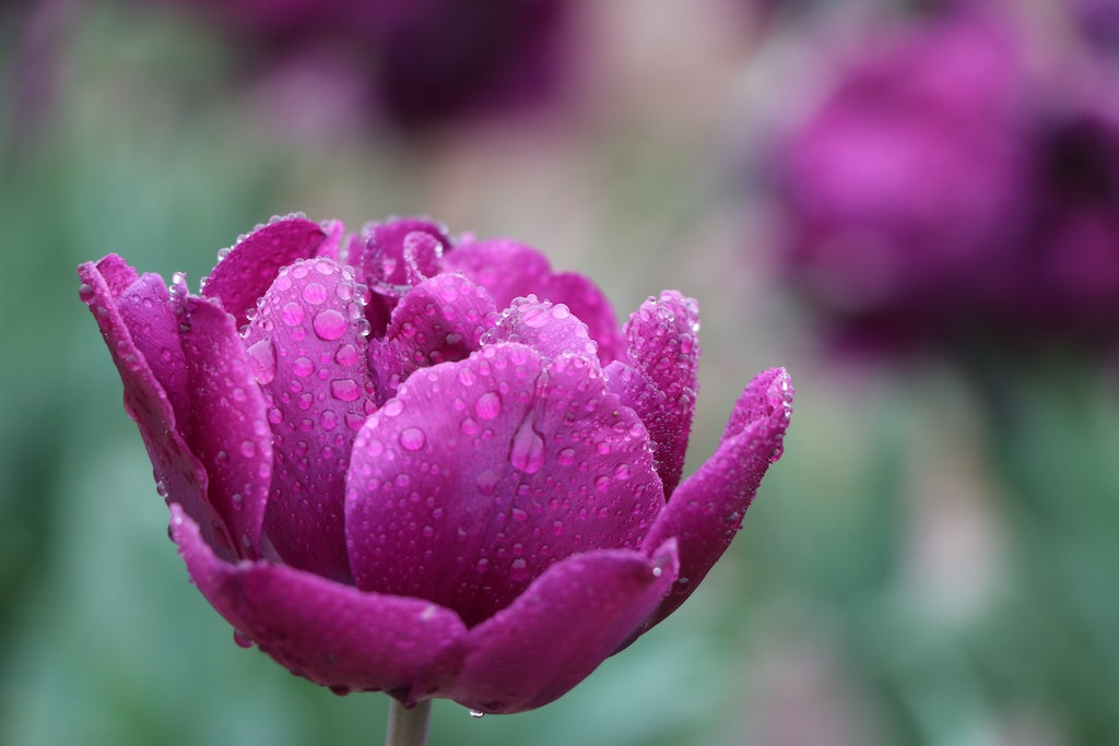 Lilac Rose