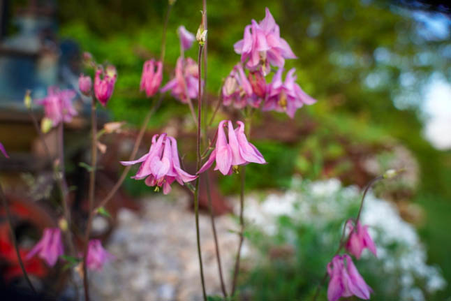 Pink bluebells