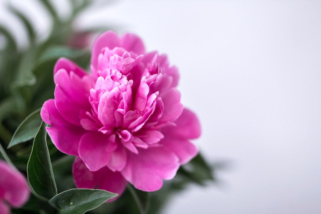 Pink carnation
