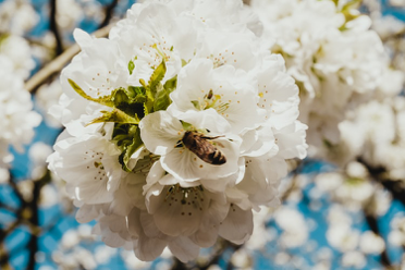 Plum blossom flower