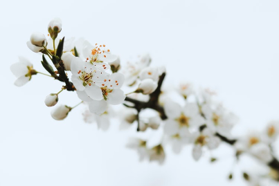 Plum blossom petals