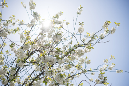 Plum blossom tree