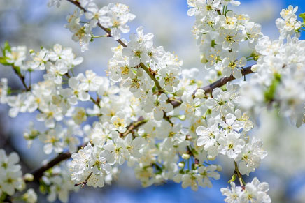 Plum blossom
