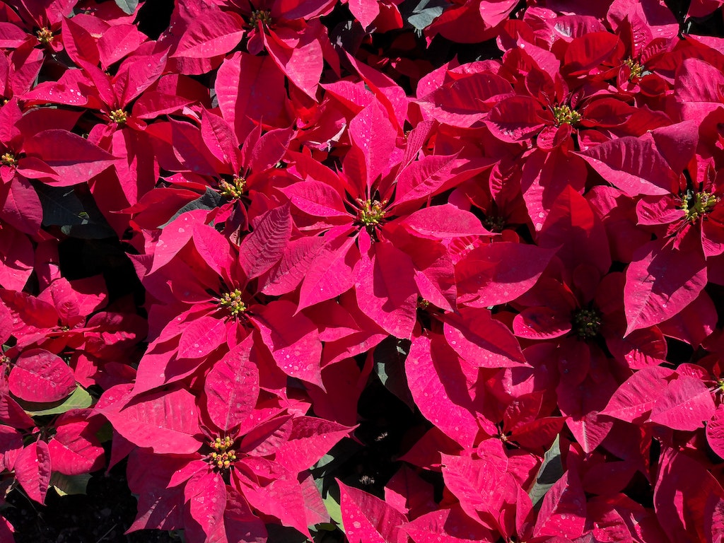 Poinsettia