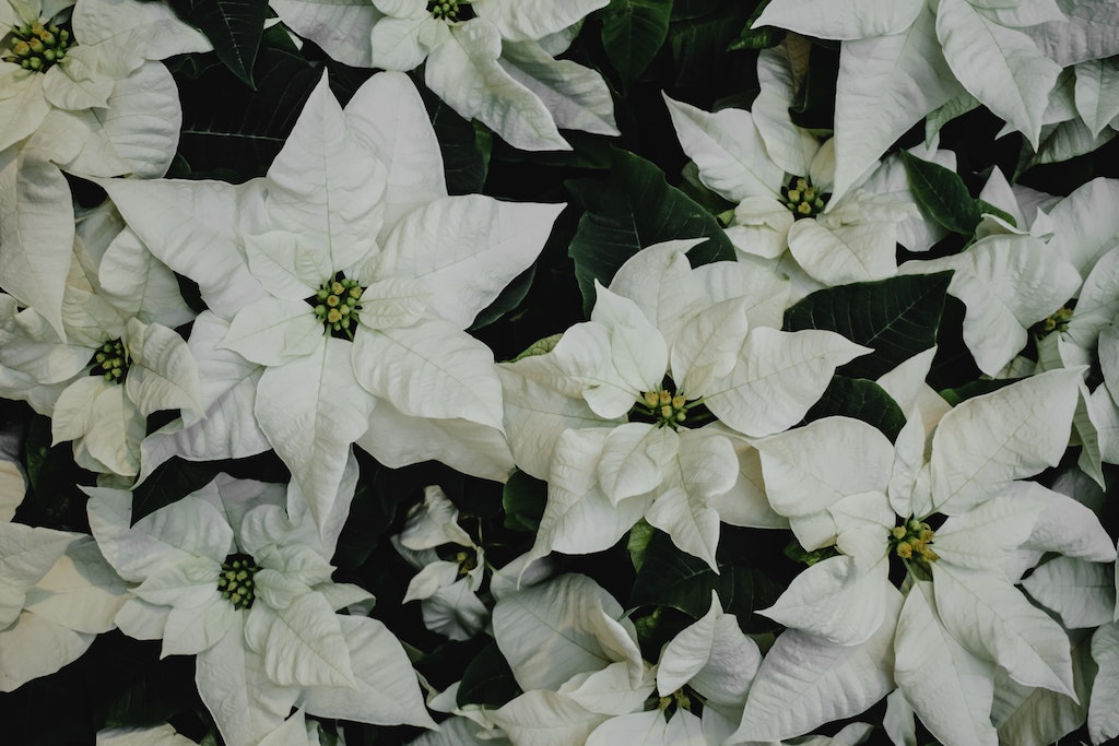 Poinsettia