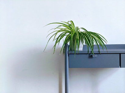 Spider plant home decoration
