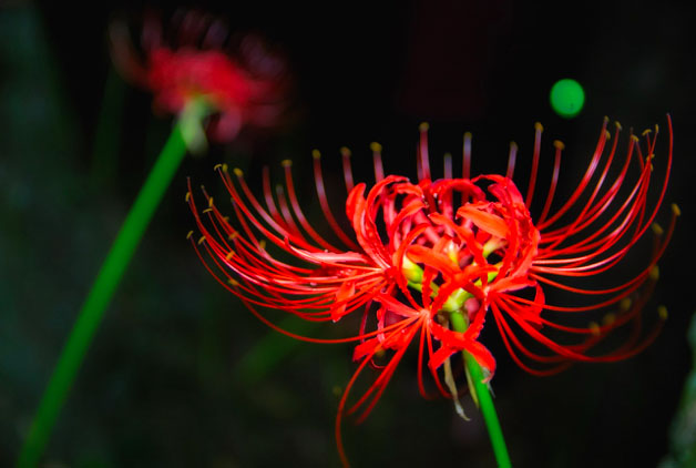 Spider lily