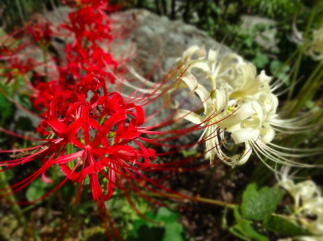 Spider lily
