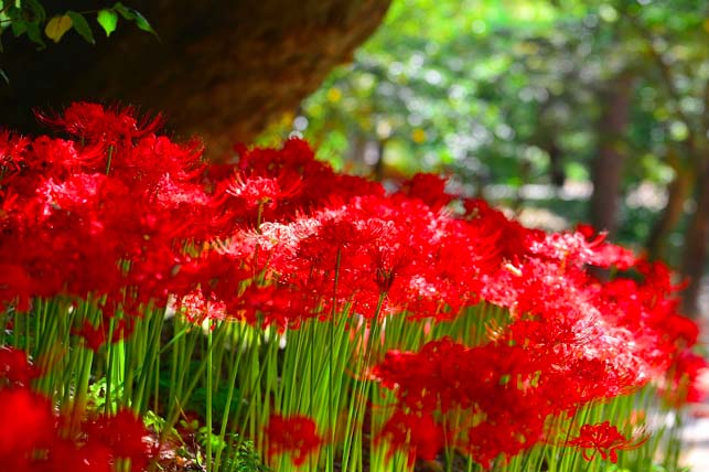 Spider lily