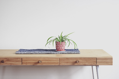 Low Maintenance Indoor Plants