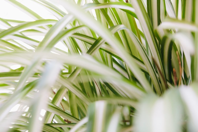 Spider plant's long leaves