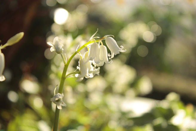 White bluebells