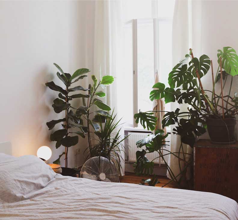 Bedroom plant