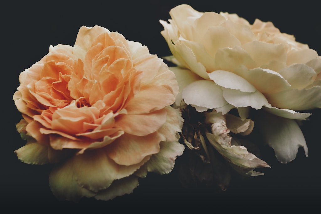 Carnation