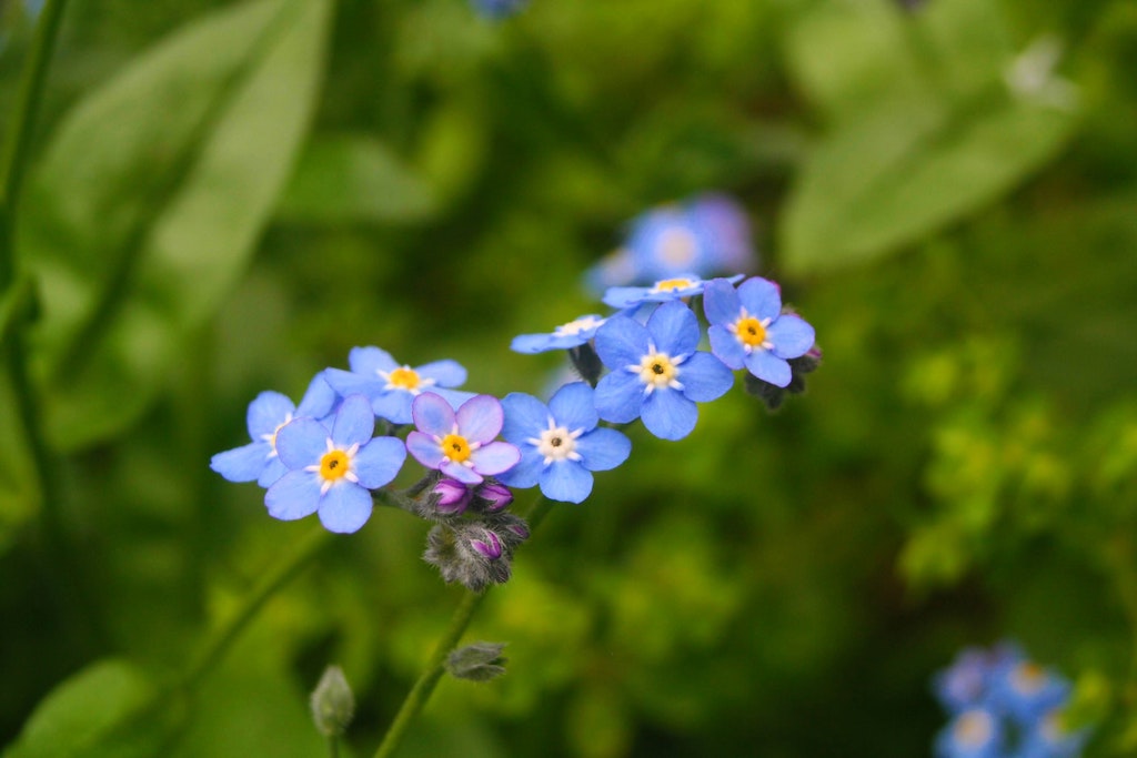 Forget me not flower