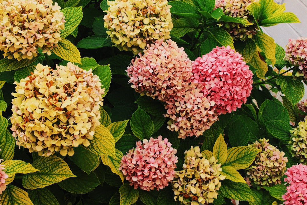 Hydrangea