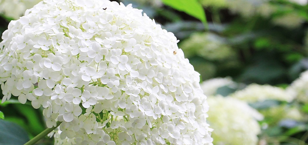 Hydrangea