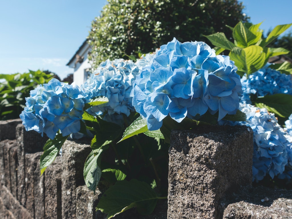 Hydrangea outdoor