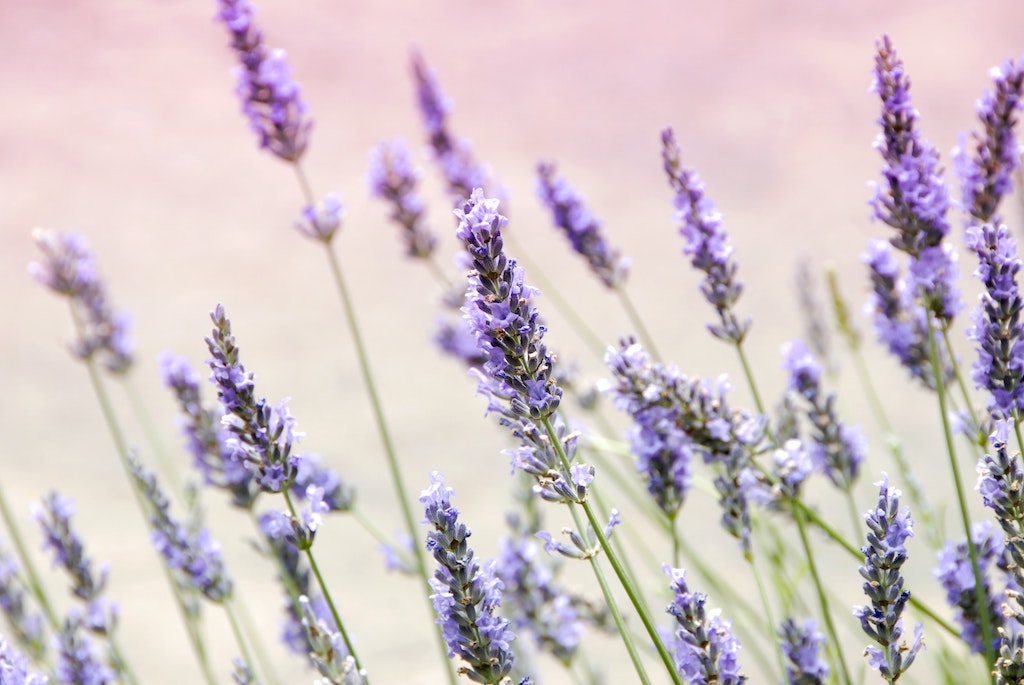 Lavender