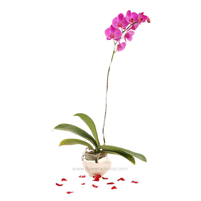 Phalaenopsis orchid