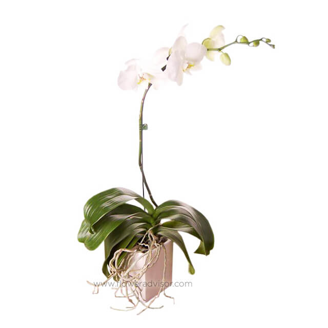 Phalaenopsis orchid