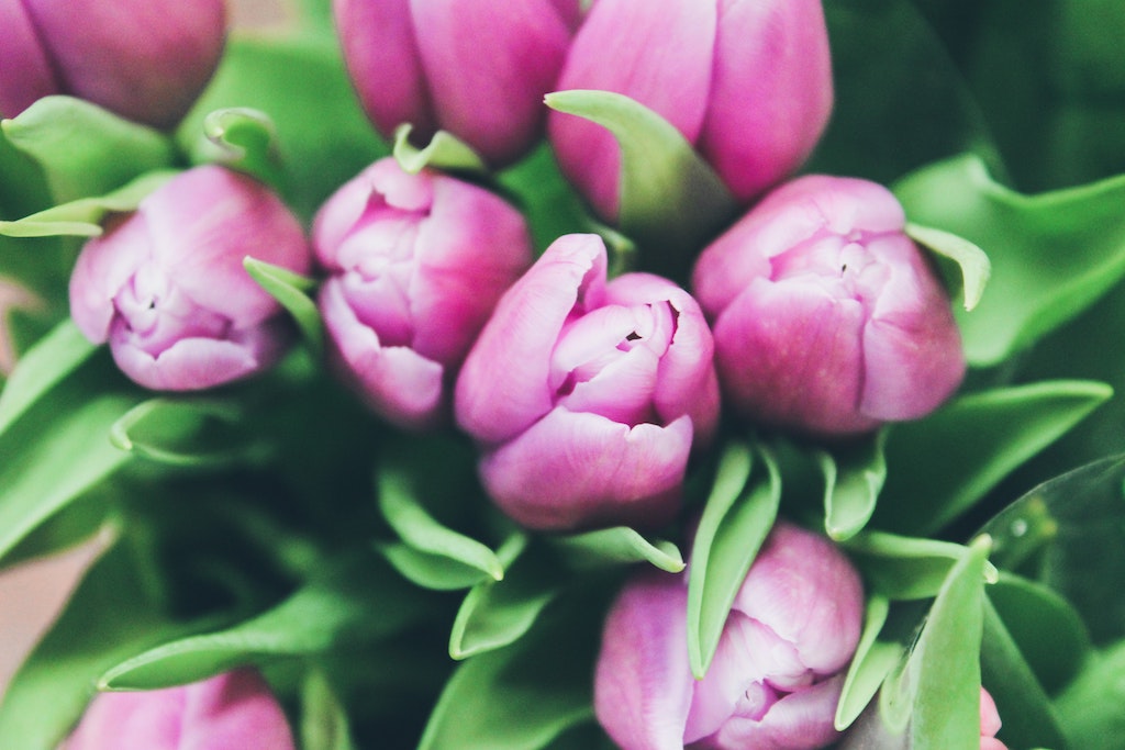 Tulips