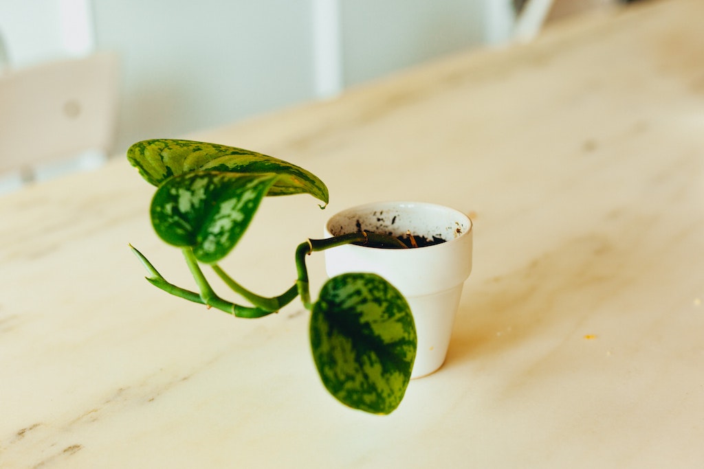Plant