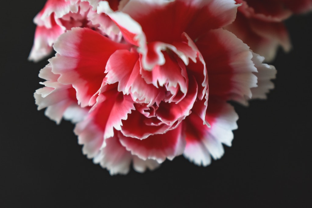 Red Carnation