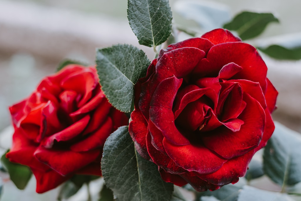 Red Roses