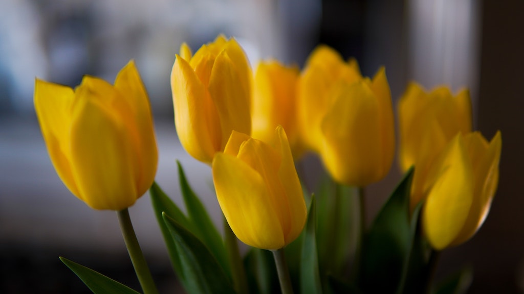 Tulips