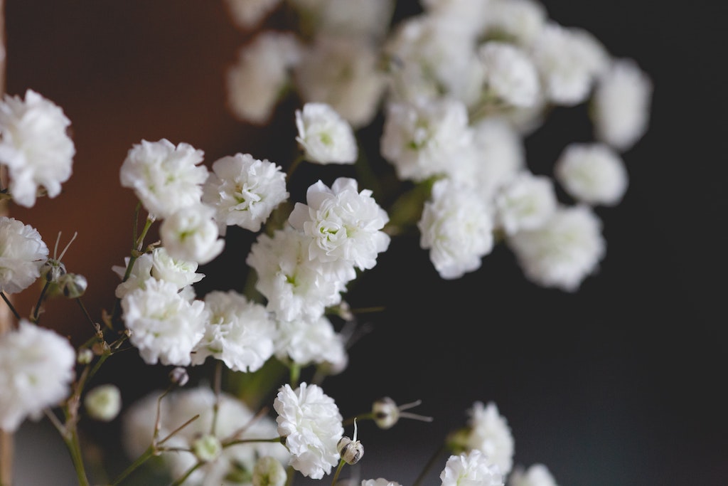 Baby breath