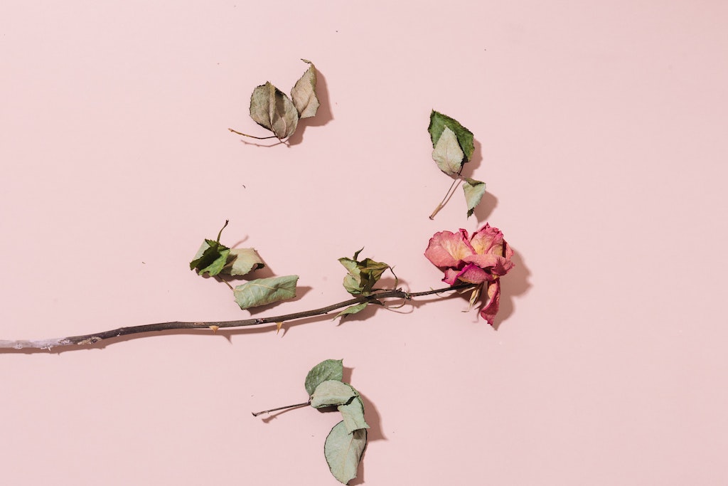 Dried flowers