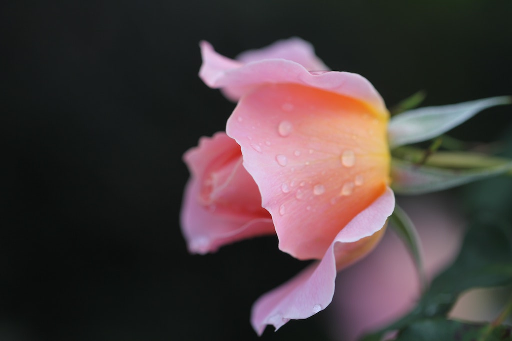 Light pink rose