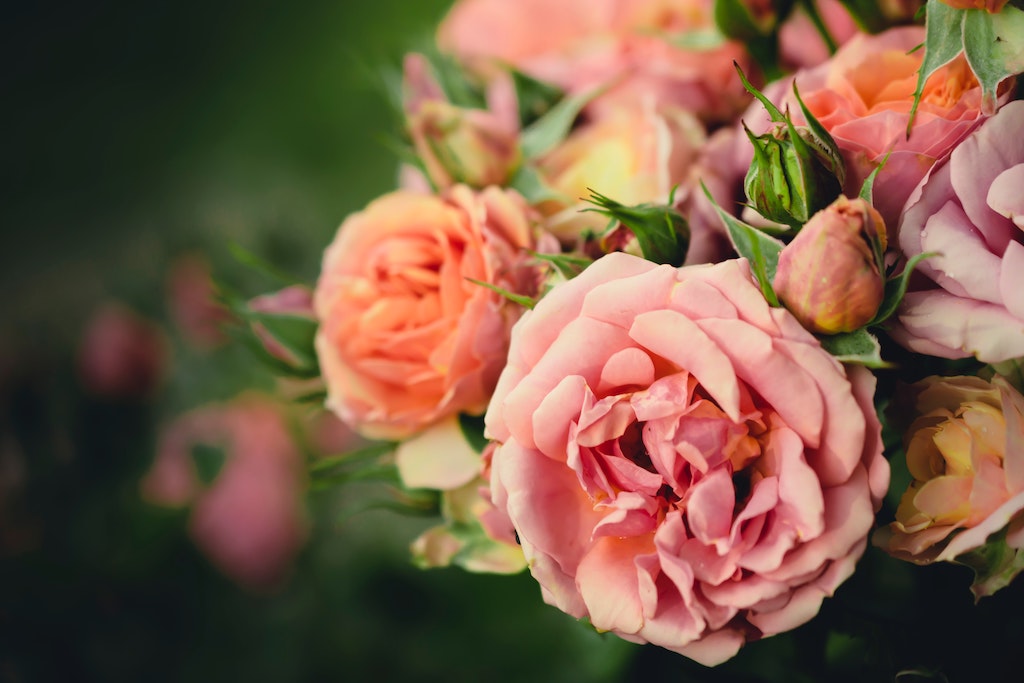 Light pink rose