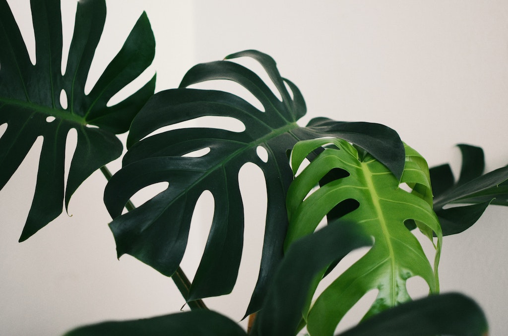 Monstera
