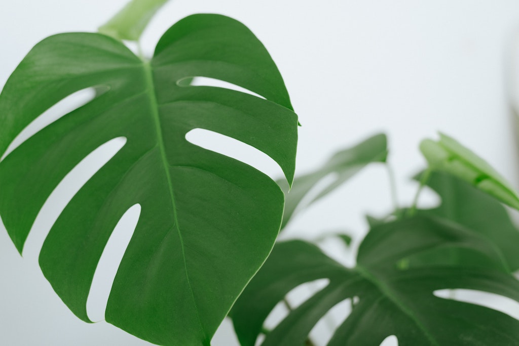 Monstera