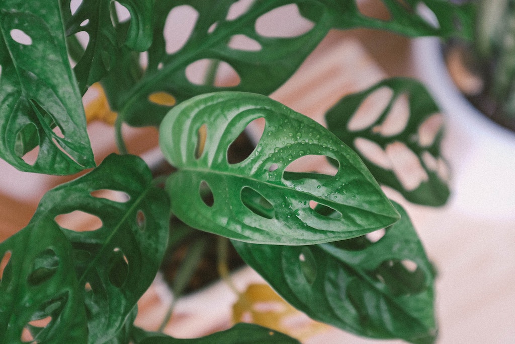 Monstera