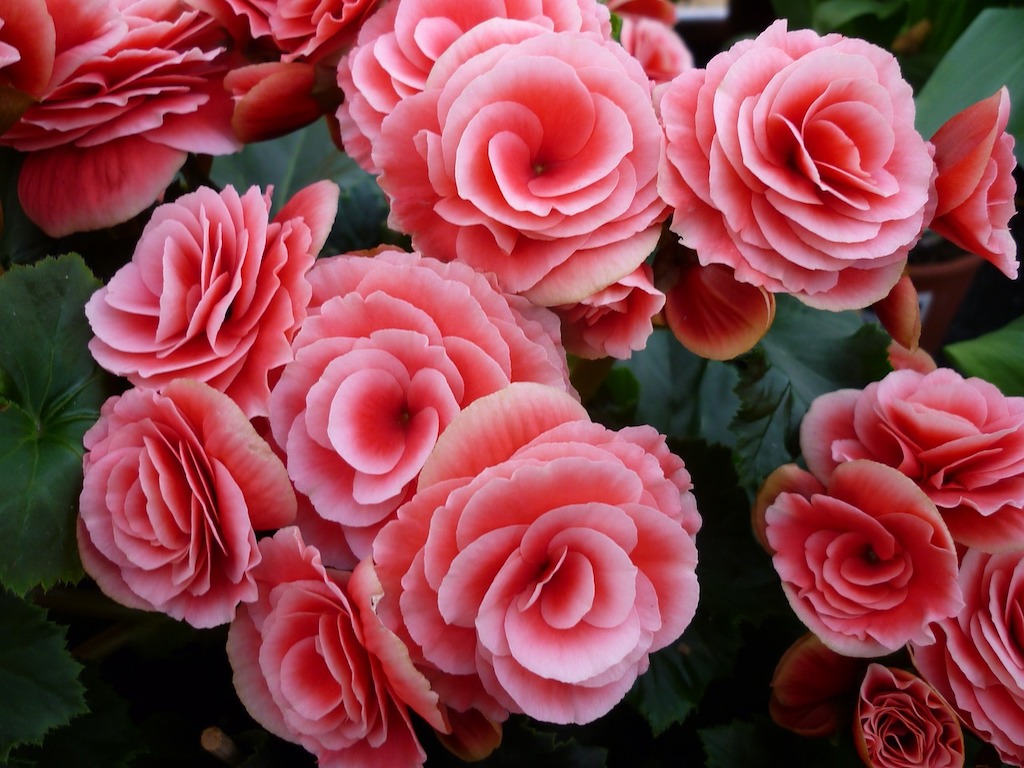 Pink begonia