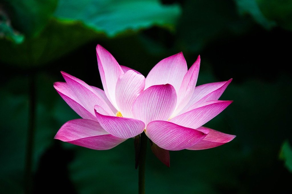 Pink lotus