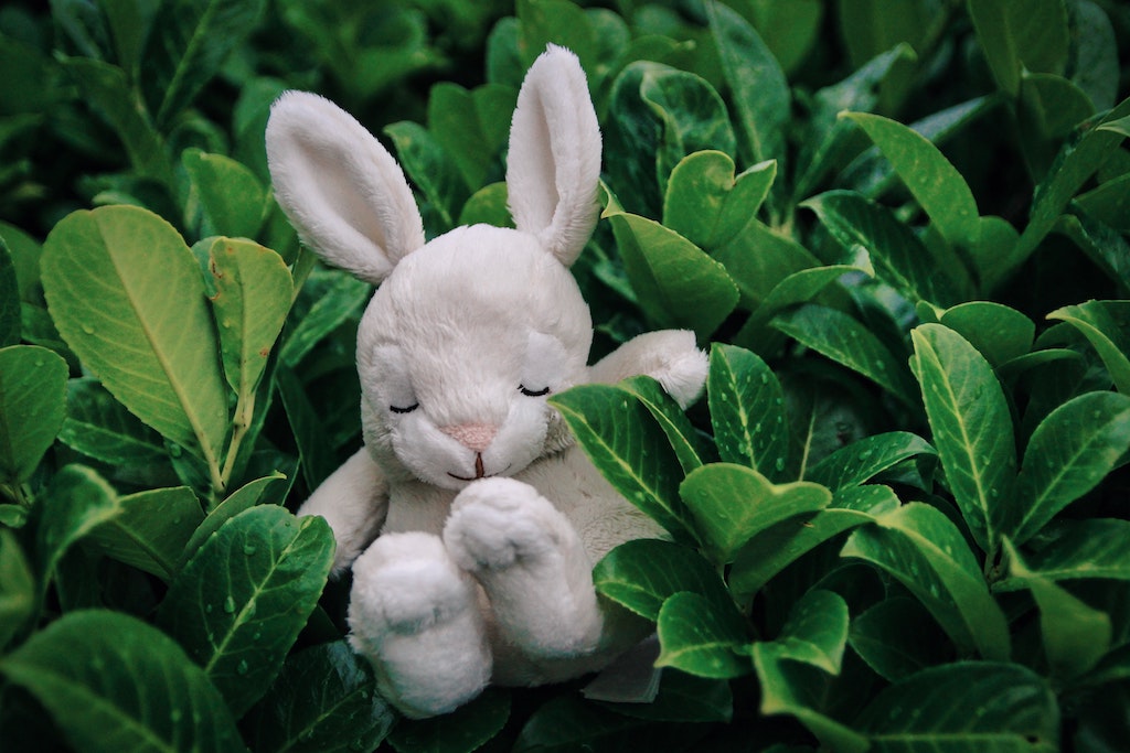 Stuffed bunny