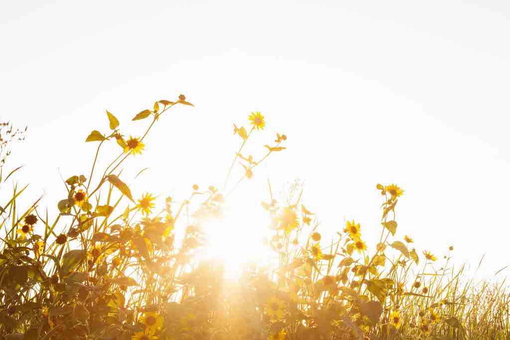 Sunlight