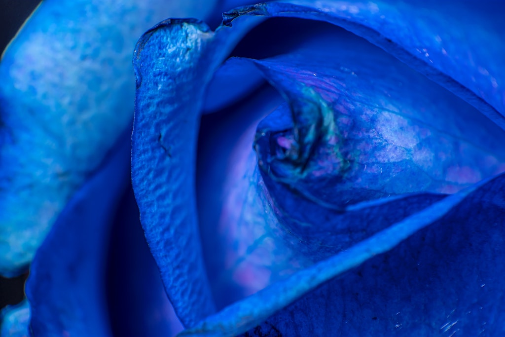 Blue Rose