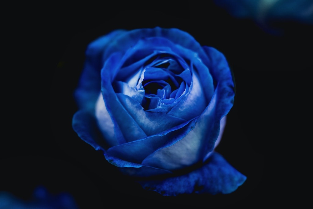 Blue Rose