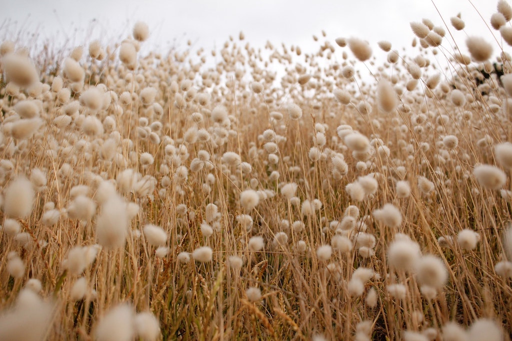 Cotton flowers