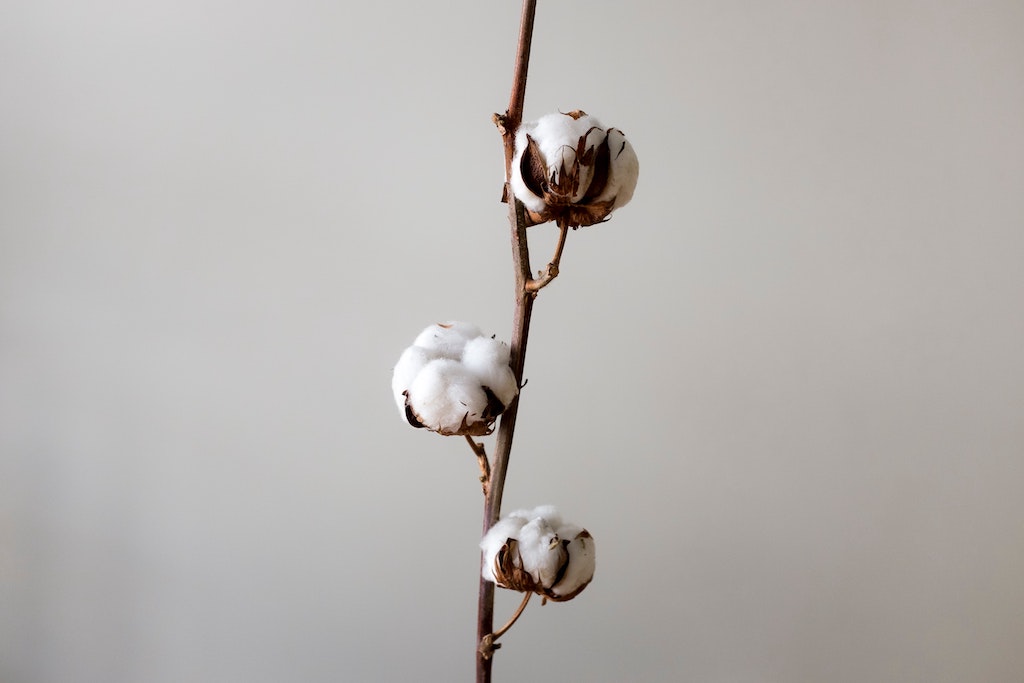 Cotton flowers