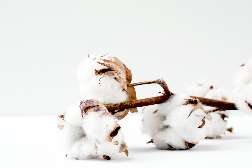 Cotton flowers