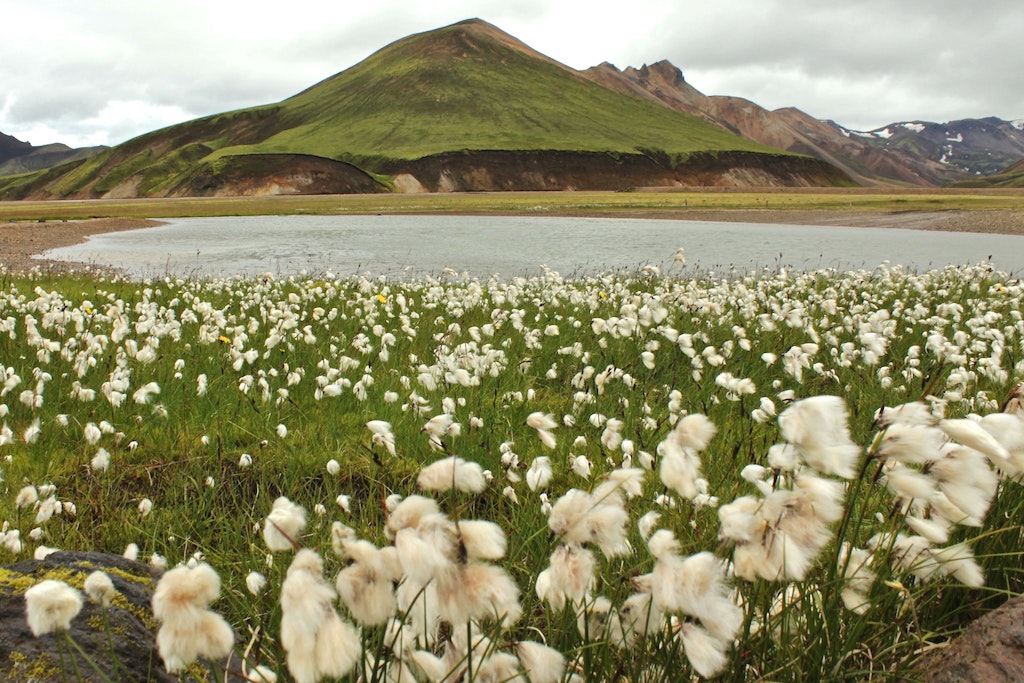 Cotton flowers