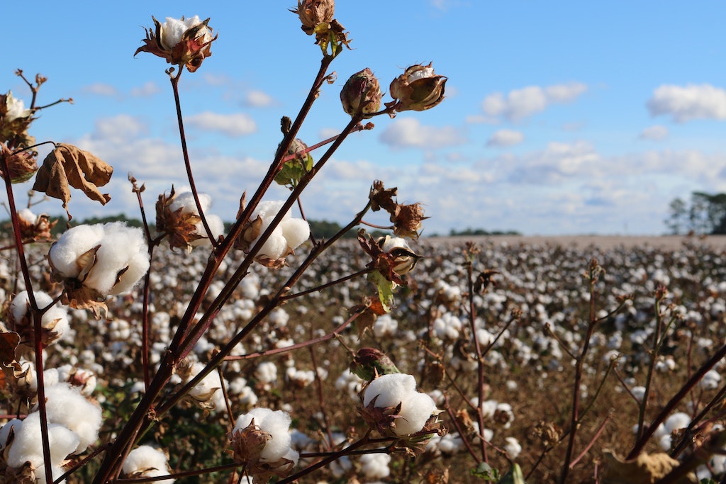 Cotton flowers