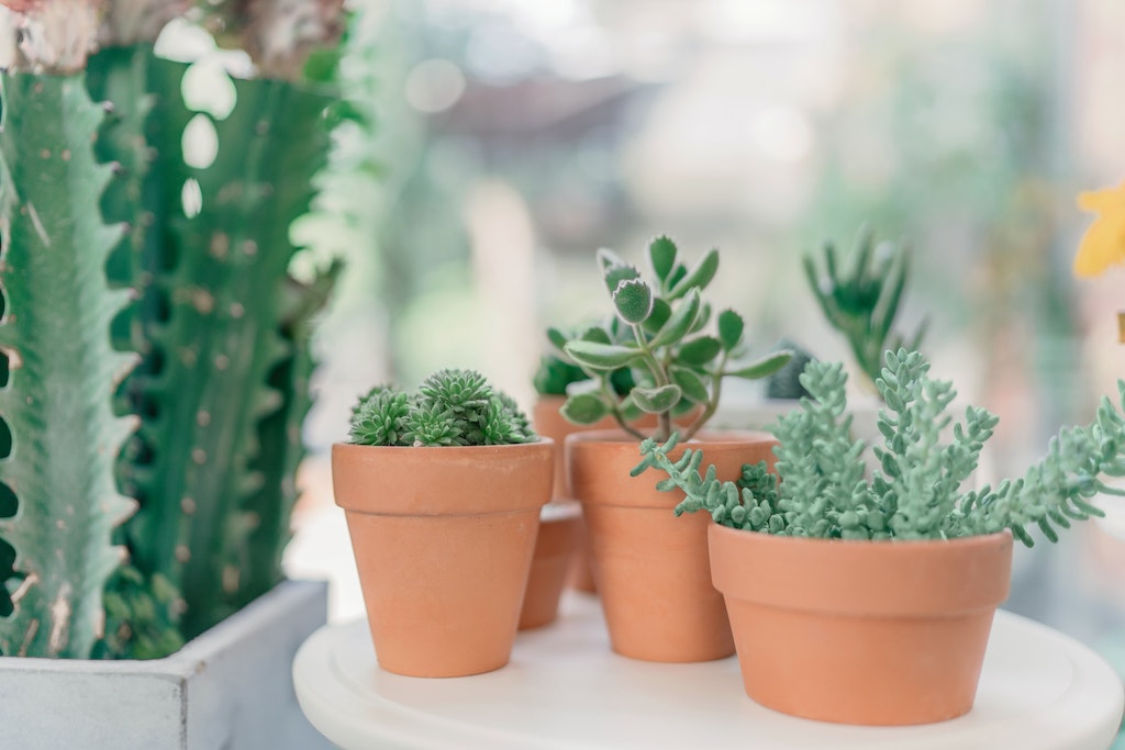 Potted Plants