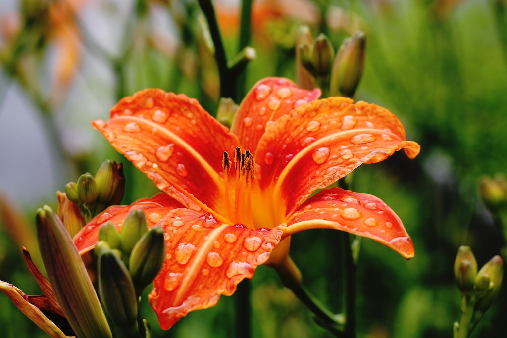 Orange Lily